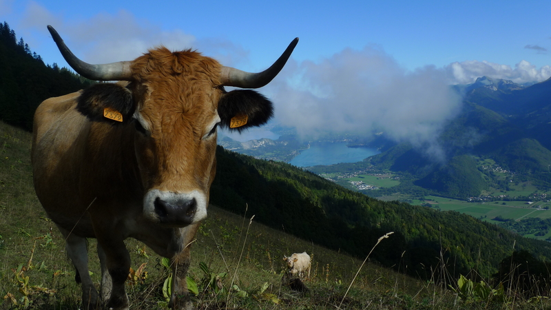 Vache aubrac le velan 2020 genisses