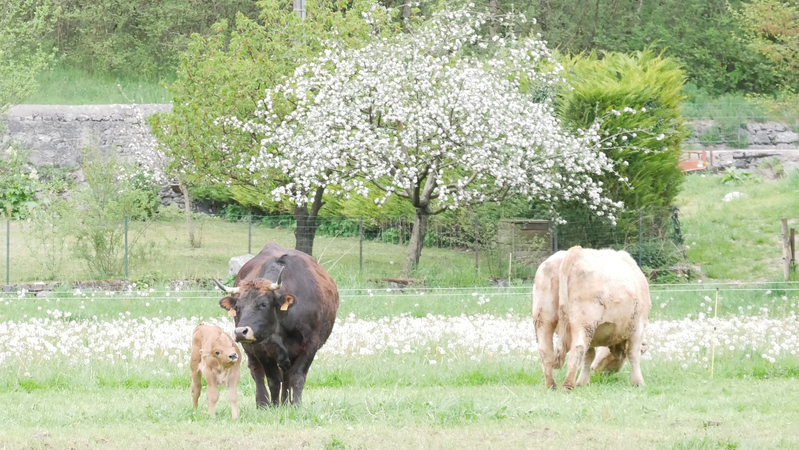 Névé et son veau vaches