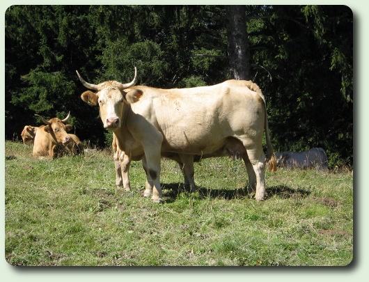vache